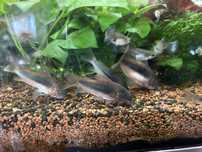 Corydoras bronze