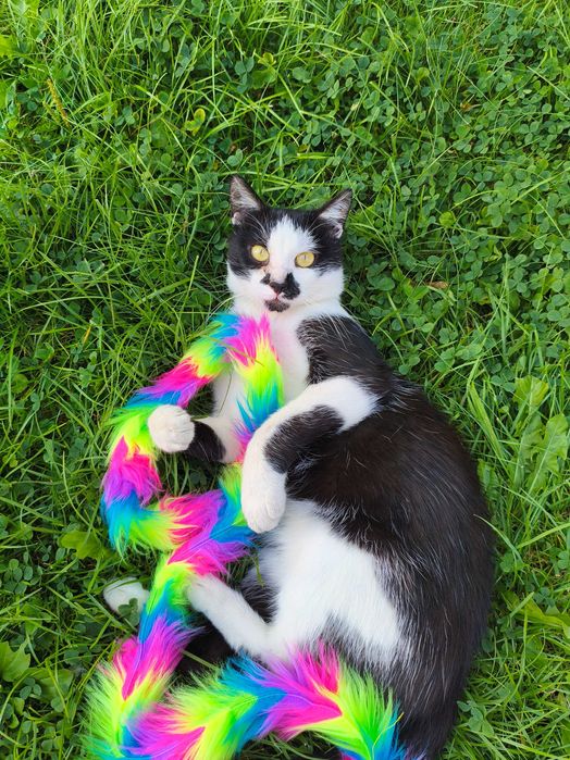 Kot, kocurek do adopcji.