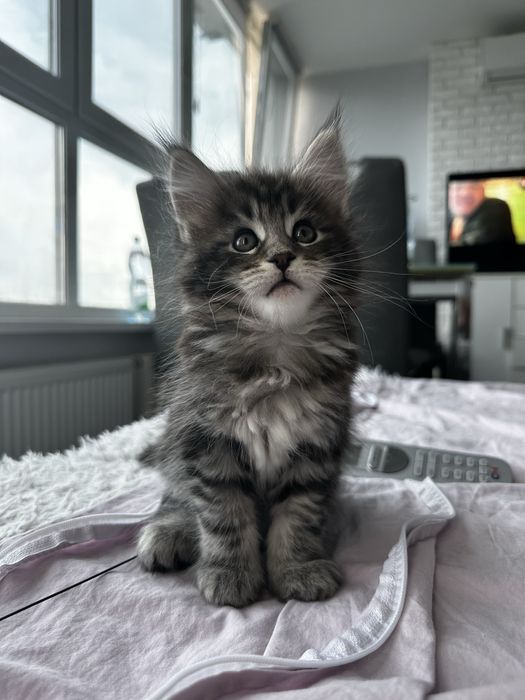 Котята Мейн кун из питомника