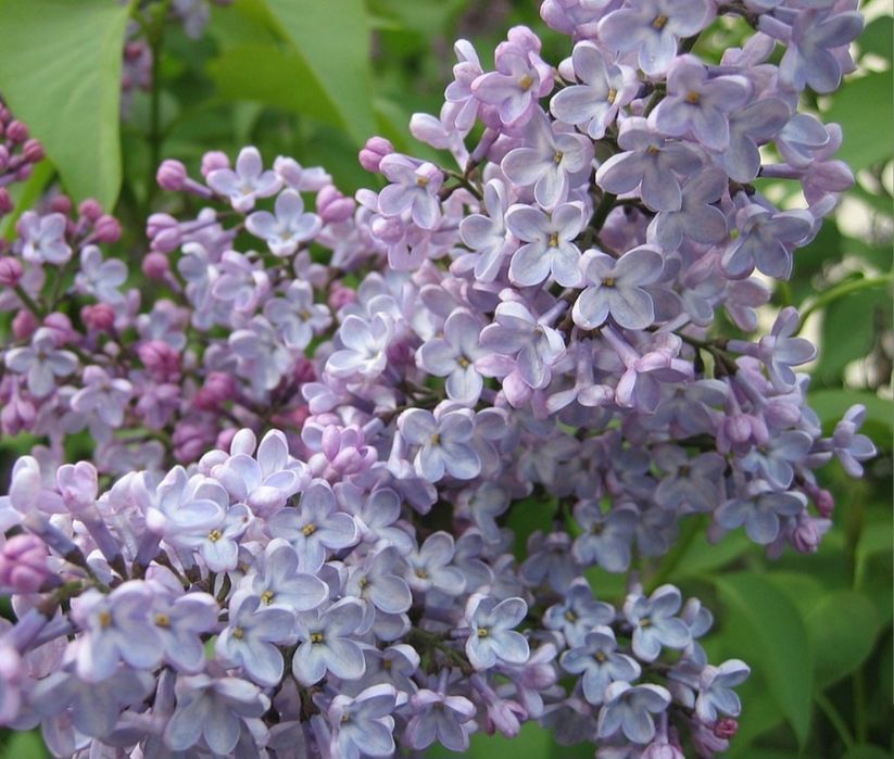 Бузок 150-180 см, дорослий квітучий кущ