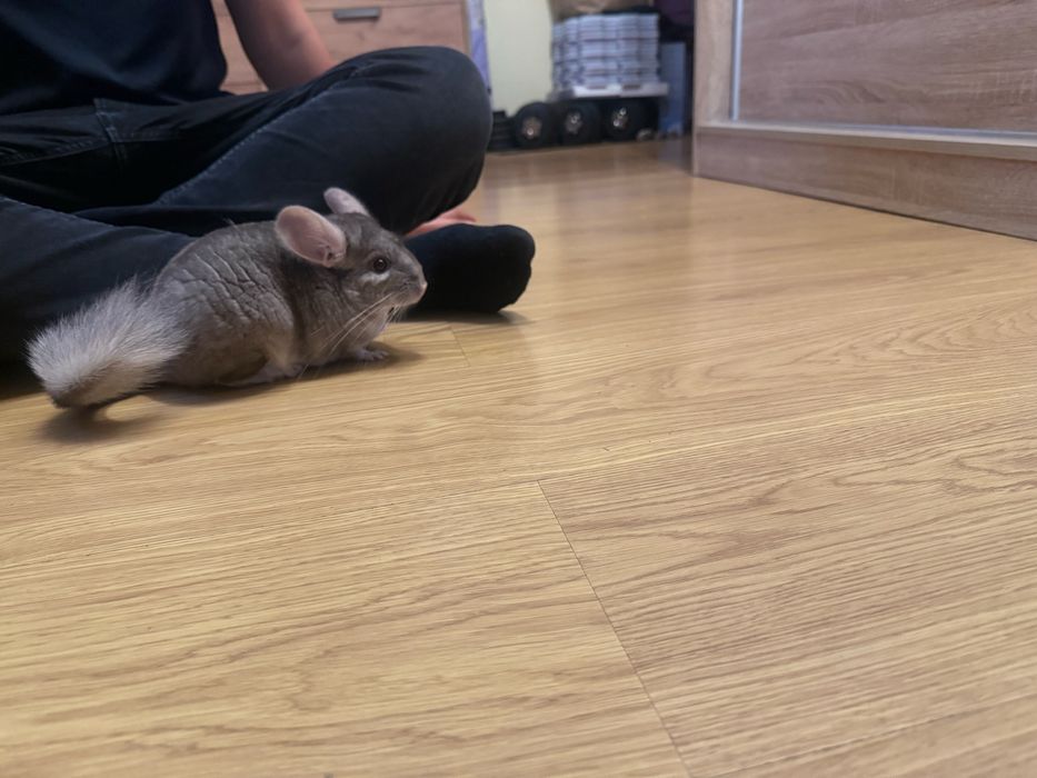 Dwie szynszyle z wolierą- samiczki