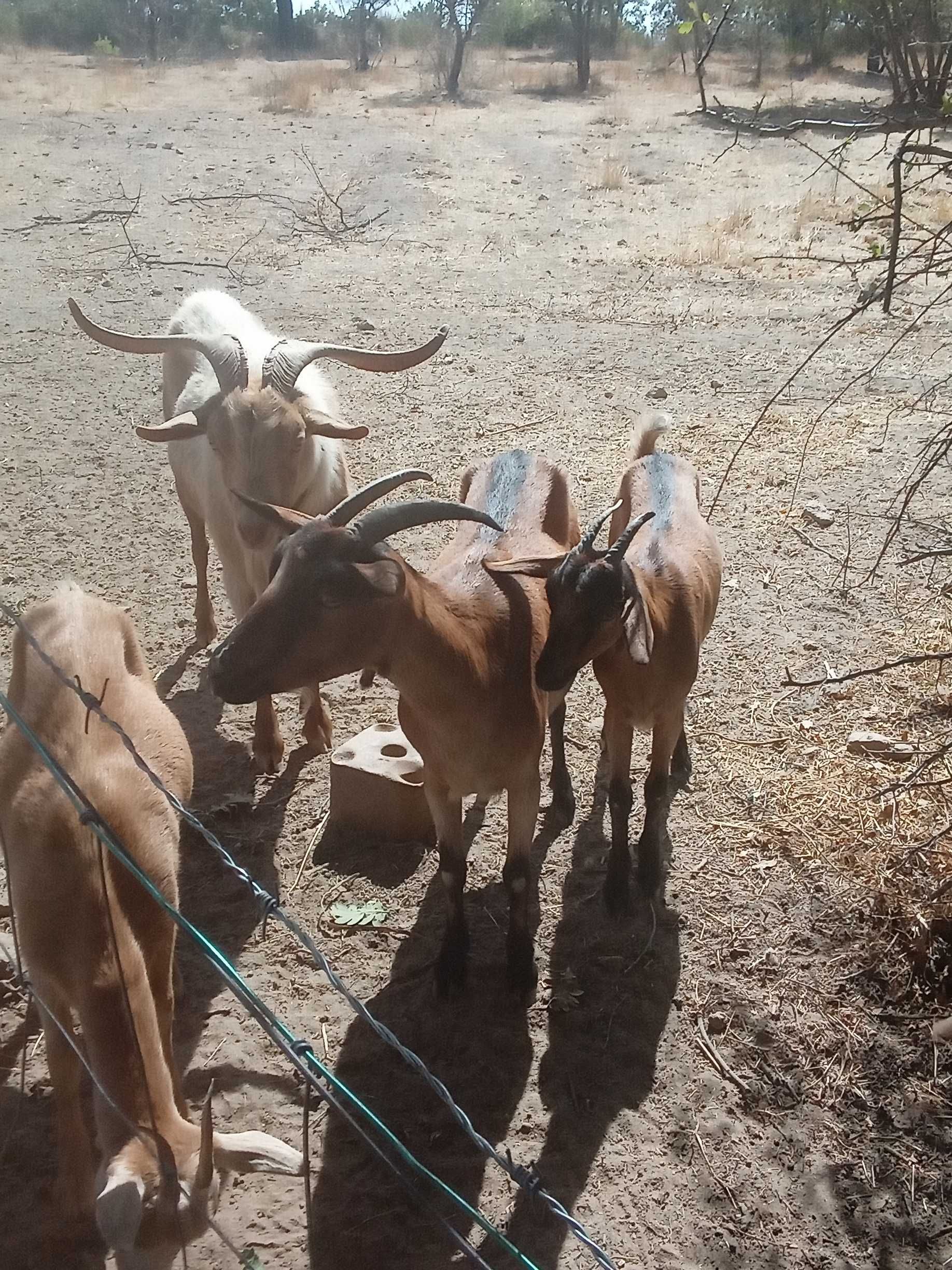 Família de cabras