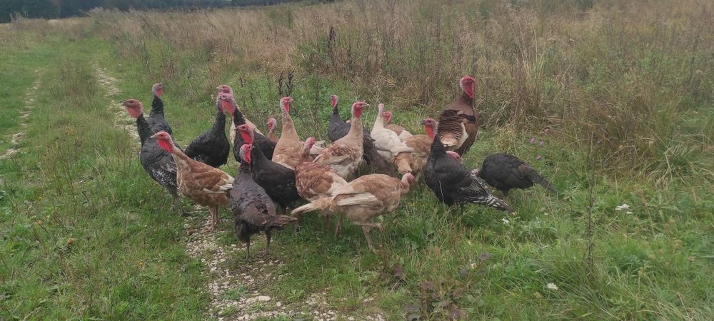 Sprzedam Indyki  zwykłe