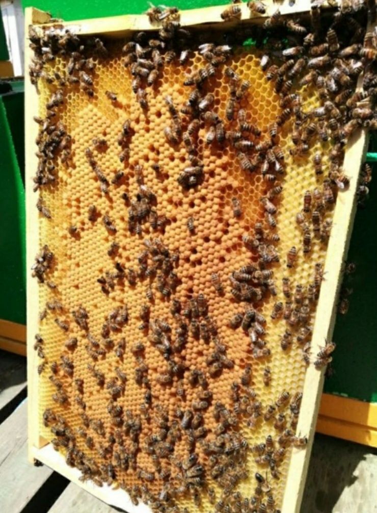 Продам бджоли, бджолопакети породи Карпатка