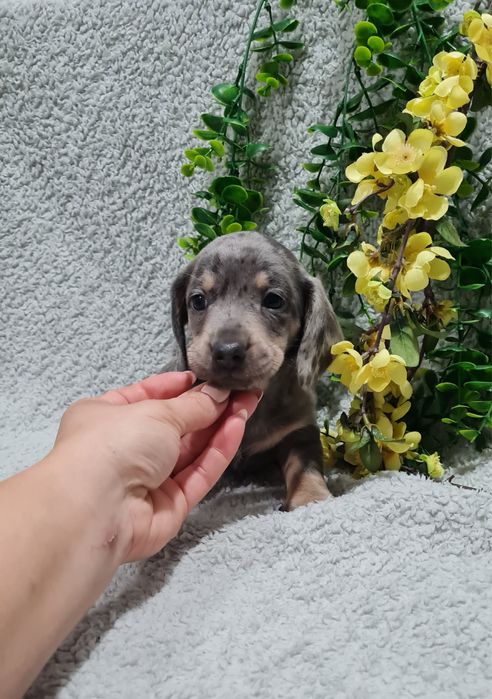 Estupendo Teckel Blue Arlequim de Qualidade