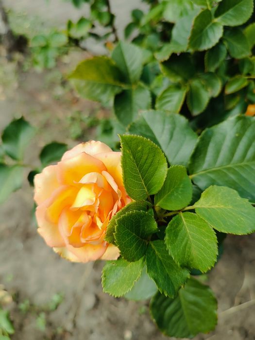 Молодые саженцы роз