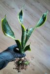 Sansevieria Twisted Sister