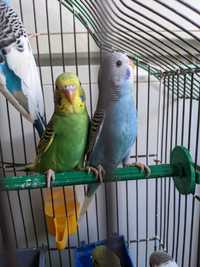 Птенцы волнистого попугая (самки)