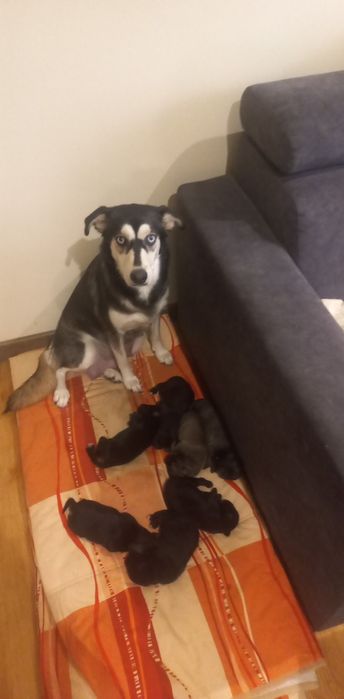 Zostały dwa pieski do oddania