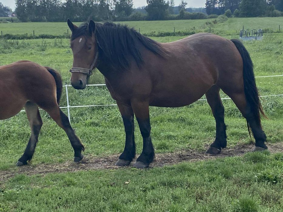 Klacz młoda, spokojna