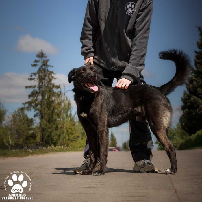 Pokochaj wspaniałego psa Księciunia!