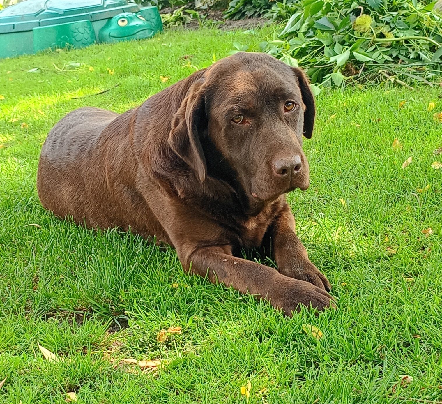 Labrador Retriever szczeniak