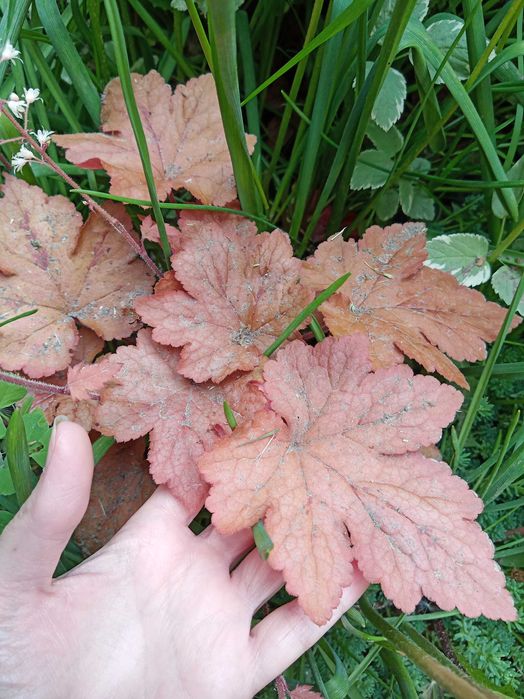 Гейхера, бересклет