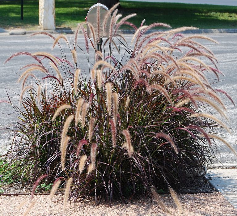 Rozplenica 'Rubrum' Pennisetum C1.5