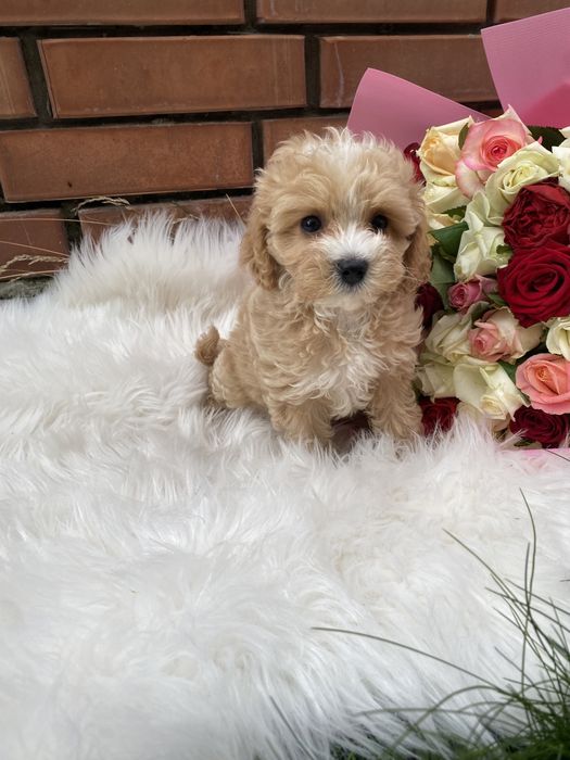 Найгарніші цуценятка мальтипу ф1