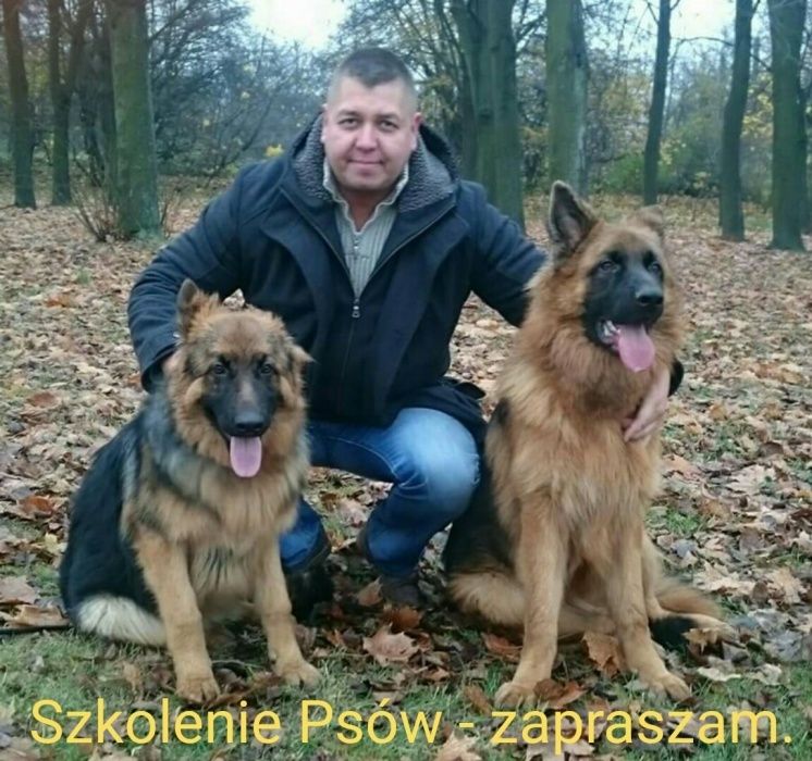 Profesjonalne Szkolenie Psów