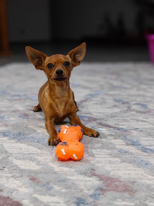 Pet Walker & Pet Sitter