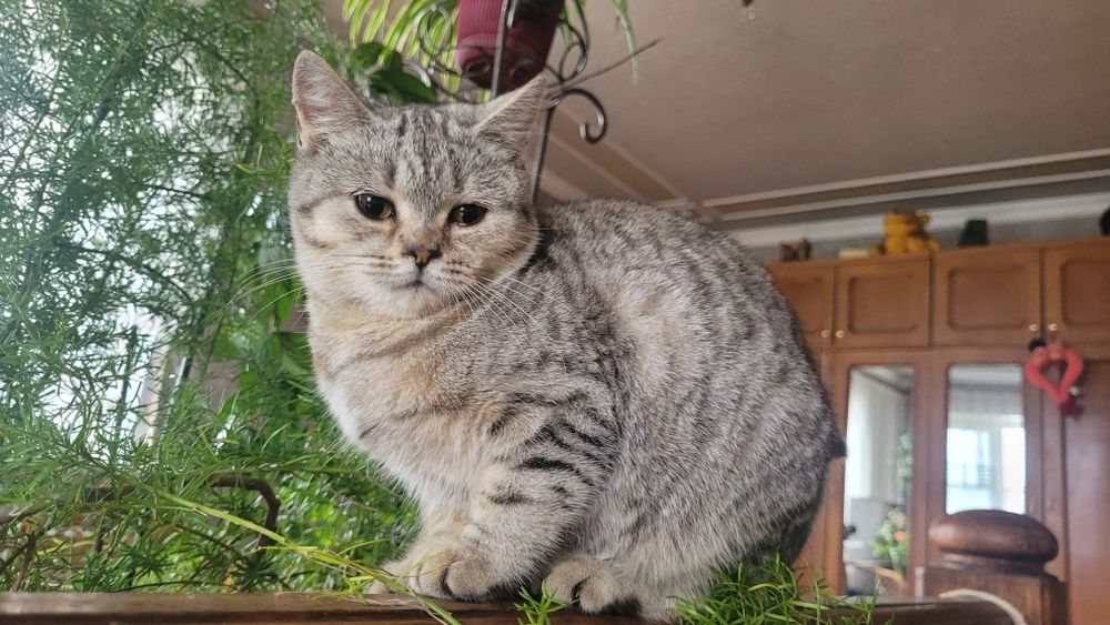 Девочка шиншилла пятнистый окрас