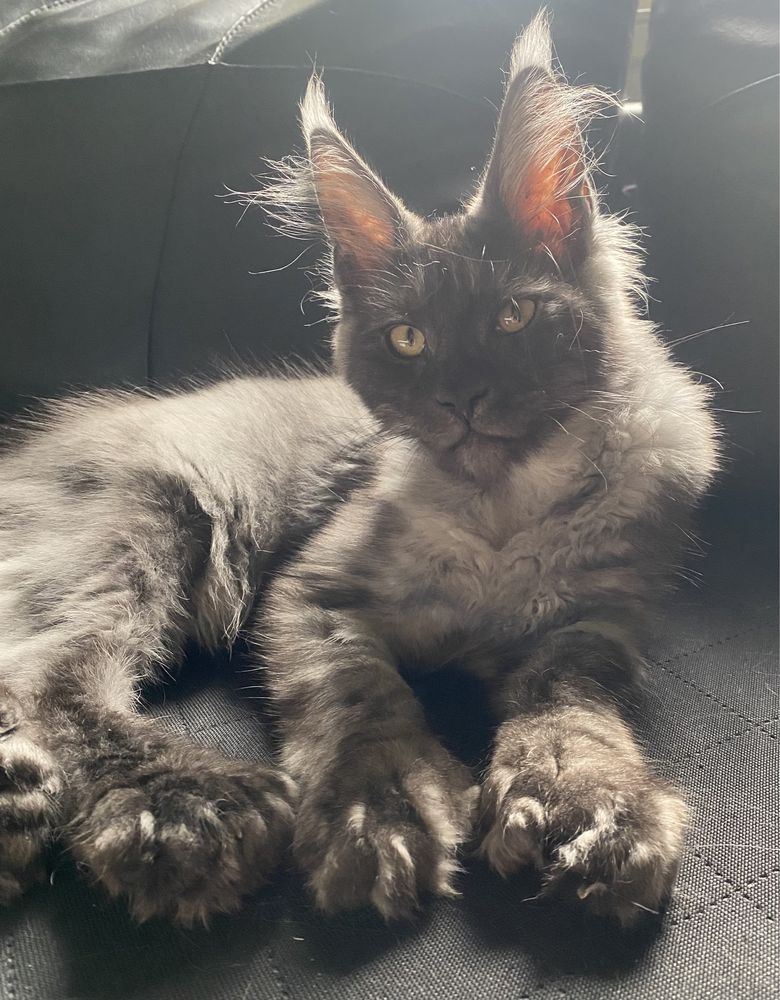 Maine Coon dymna kotka polydaktyl