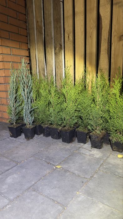 Туя смарагд західна,ялівці різного виду,магнолія,сакура,ялина,гортензі