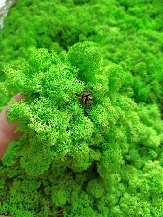 Стабілізований мох ягель 0,5 кг