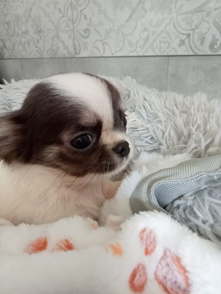 Rodowodowy piesek Chihuahua