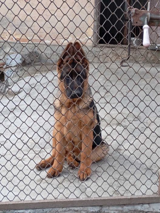 Продається хлопчик нмецткої вівчарки