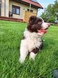 Szczenie Border Collie