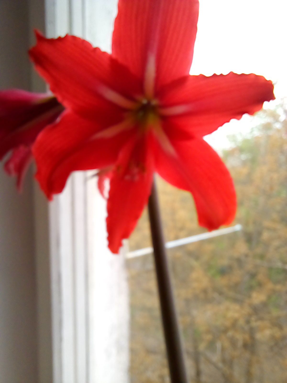 Гіпеаструм багаторічна кімнатна квітка