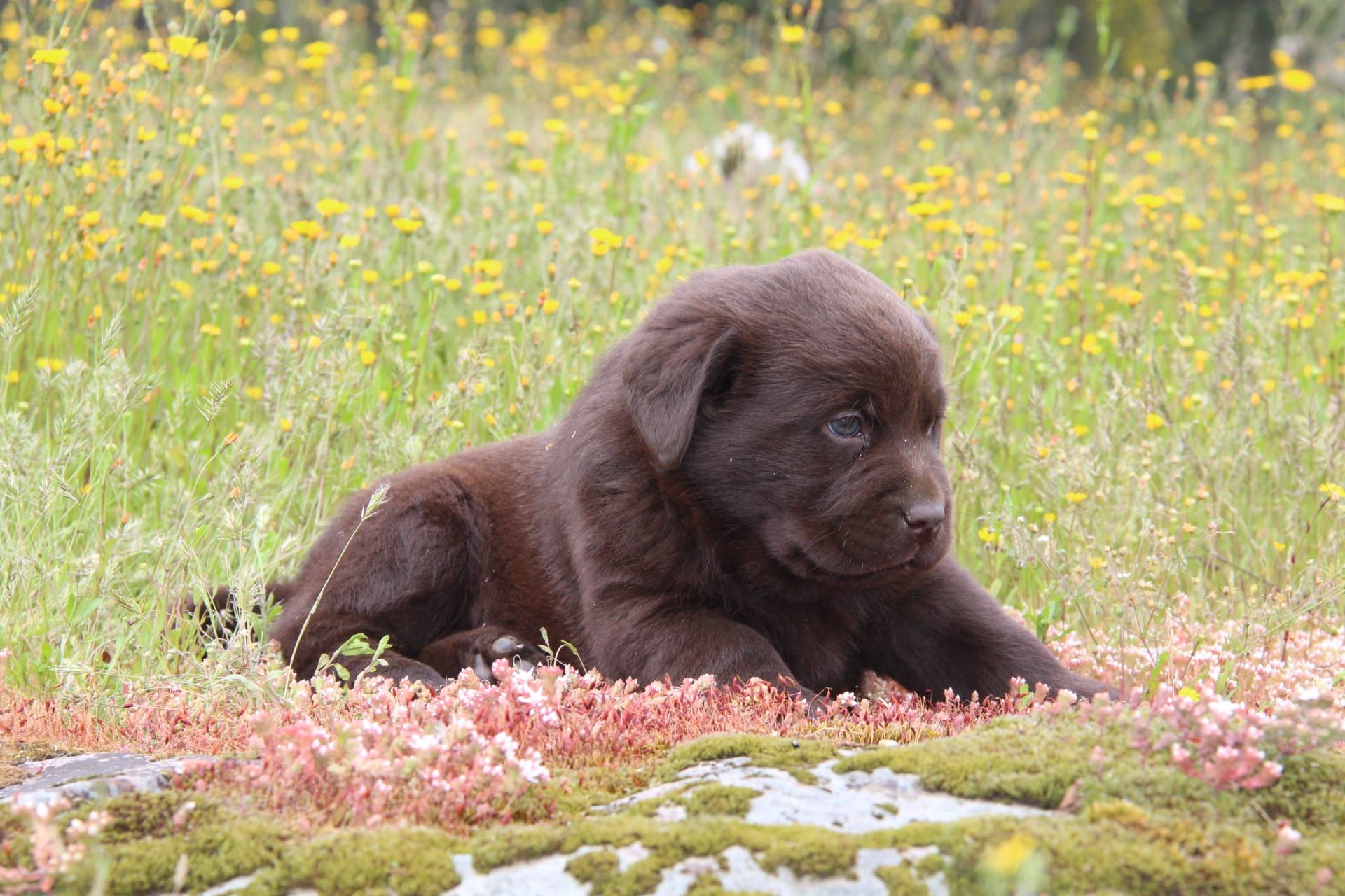 Cachorro Labrador Com Lop