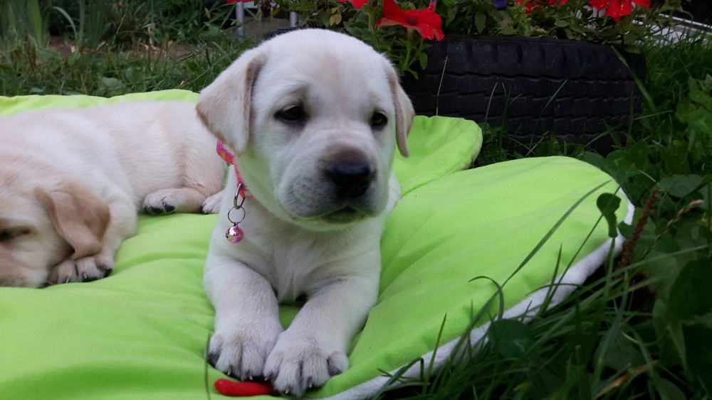 Неповторнi цуценята лабрадора