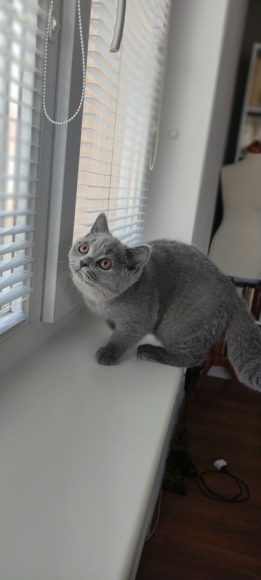 Британский котенок