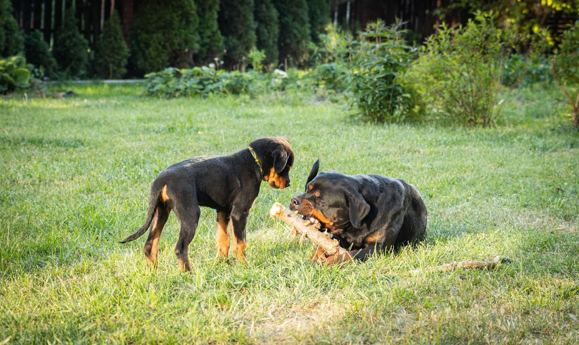 Rottweiler FCI szczenie