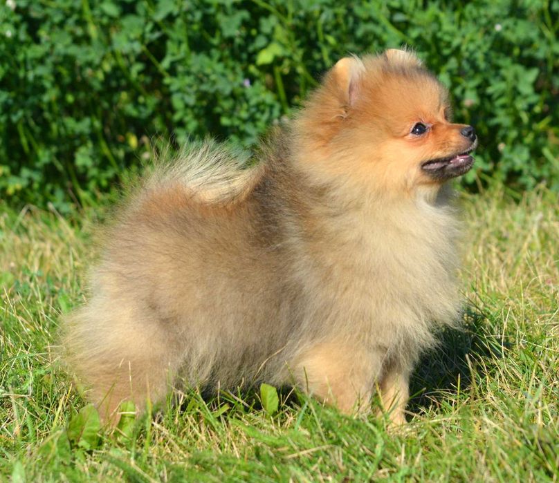 Szpic Miniaturowy Pomeranian śliczny piesek Codi ZKwP FCI