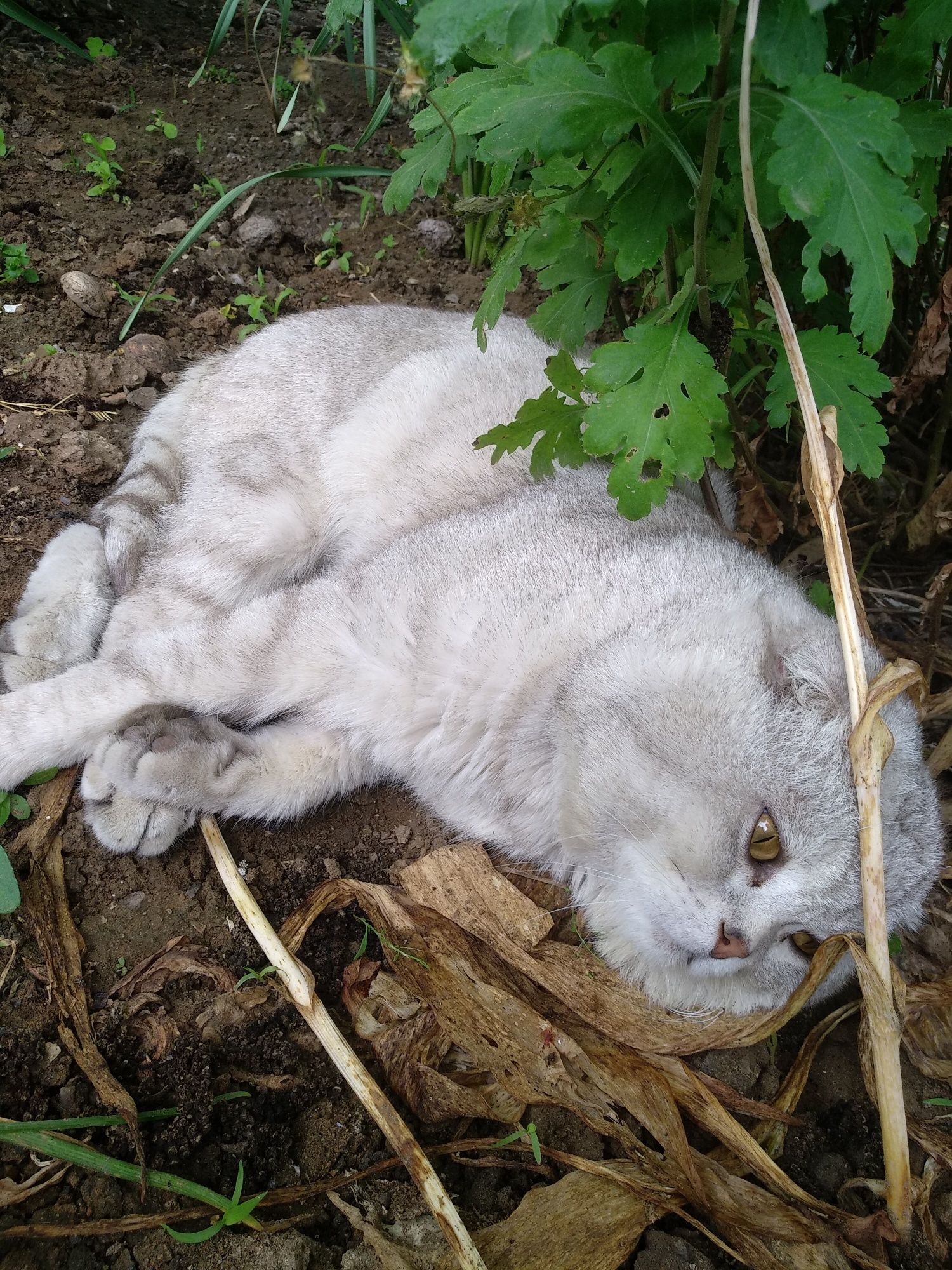 Шотландский кот .Вязка