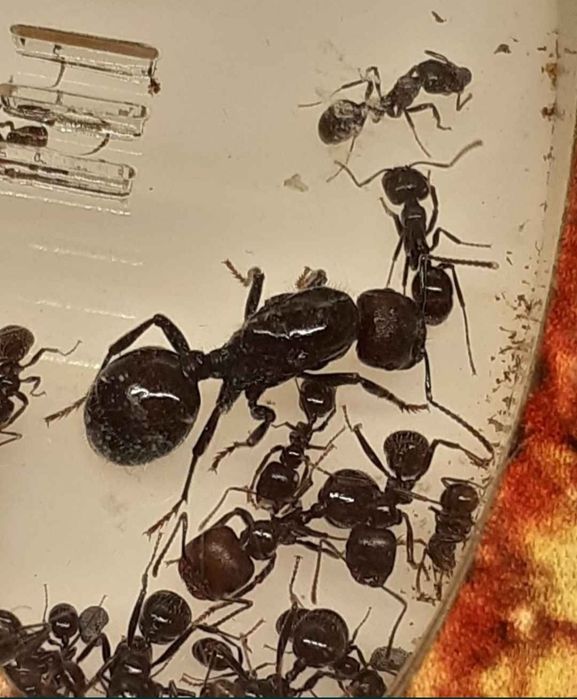 Kolonia mrówek Messor barbarus królowa + 5-10 robotnic