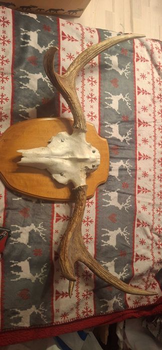 Poroze losia 1948roku