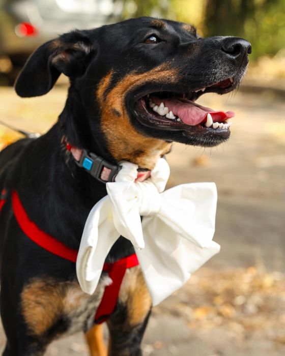 Разыскивается отвесвенная семья,для активной умной собачки