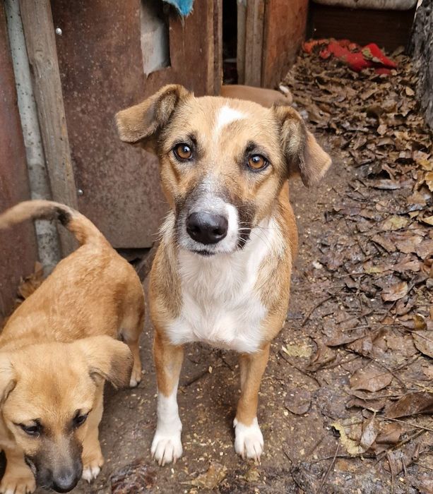 Мотя молода, стерильна, добра, не величка