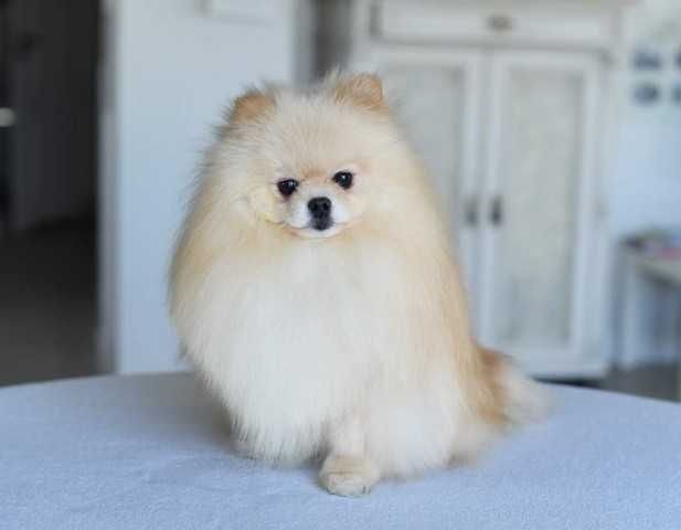 Pomeranian Szpic miniaturowy xxs.