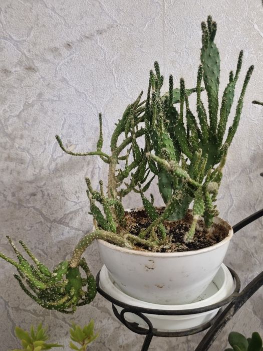 Растения и цветочная стойка