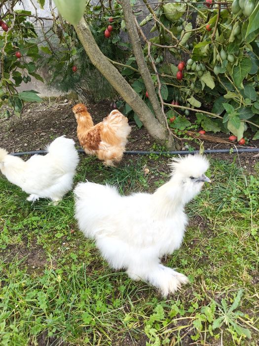 Galinha sedosas do Japão