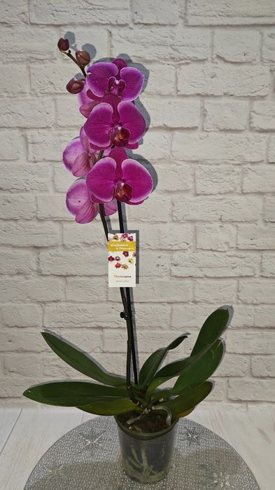 Орхідея Орхідеї Шикарна Фаленопсис Біг ліп Мультифлора Знижка Гоя Ола