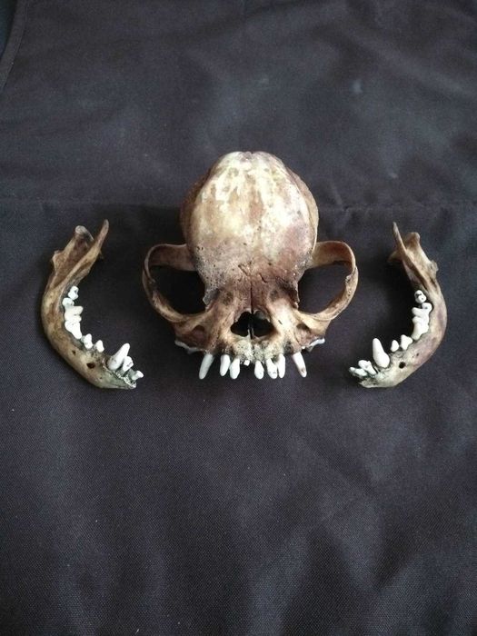 Череп тварини . Череп животного. Череп мопс