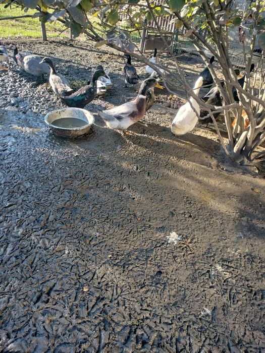 Kaczki staropolskie młode