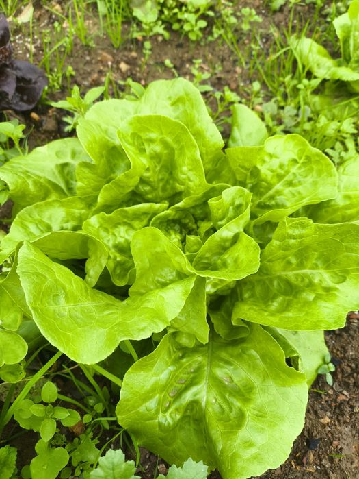 Alfaces verdes e roxas