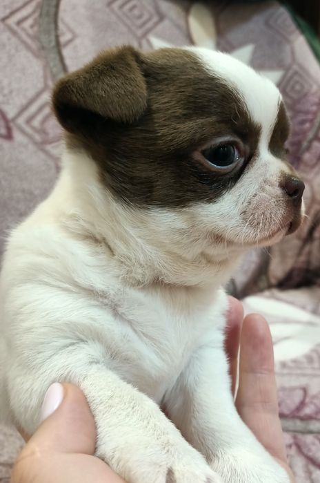 Продаж цуценят Чіхуахуа