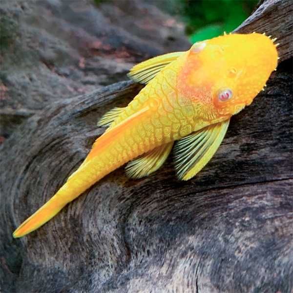 Glonojad albinos - Zbrojnik niebieski odmiana albinotyczna - dowóz