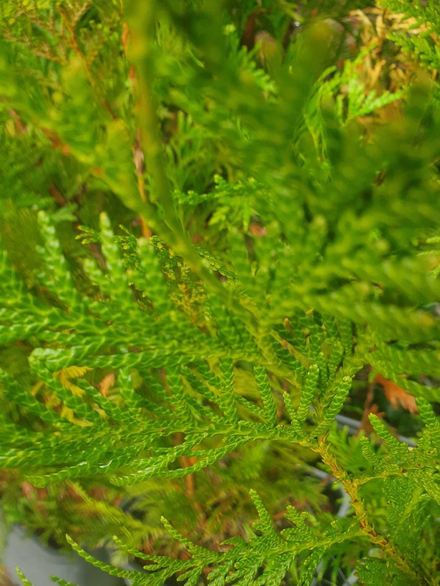 Thuja Atrovirens 1,25m/1,50m (usado para vedação).