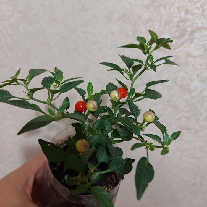 Семена острого  перчика